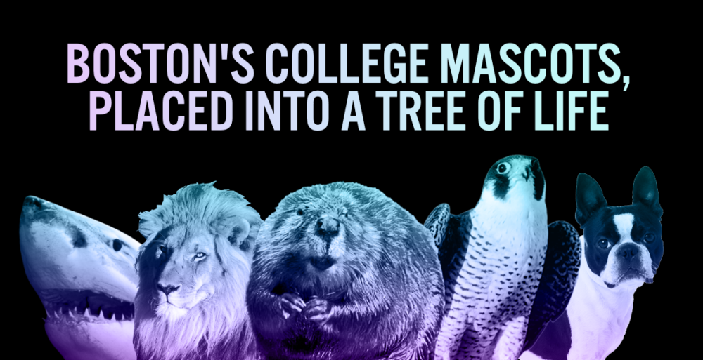 Boston’s college mascots, placed into a Tree of Life MIT Admissions