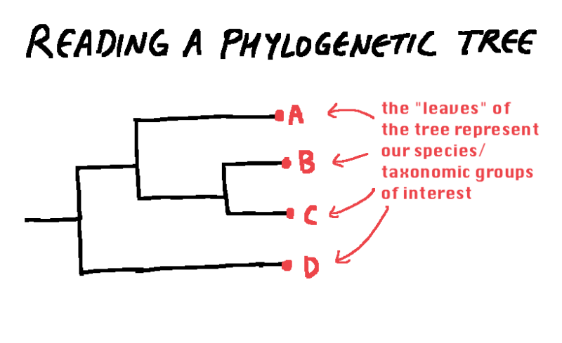 explanation of reading a phylogenetic tree: the