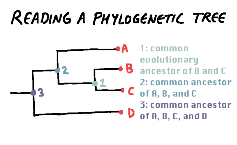 explanation of reading a phylogenetic tree: common ancestors