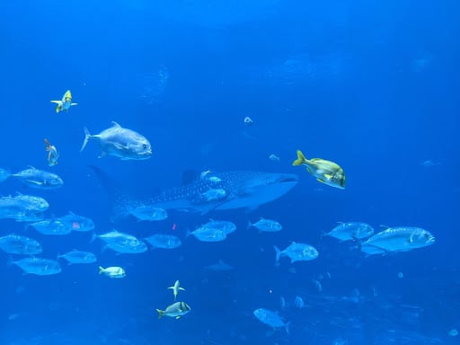 fish in blue blue water