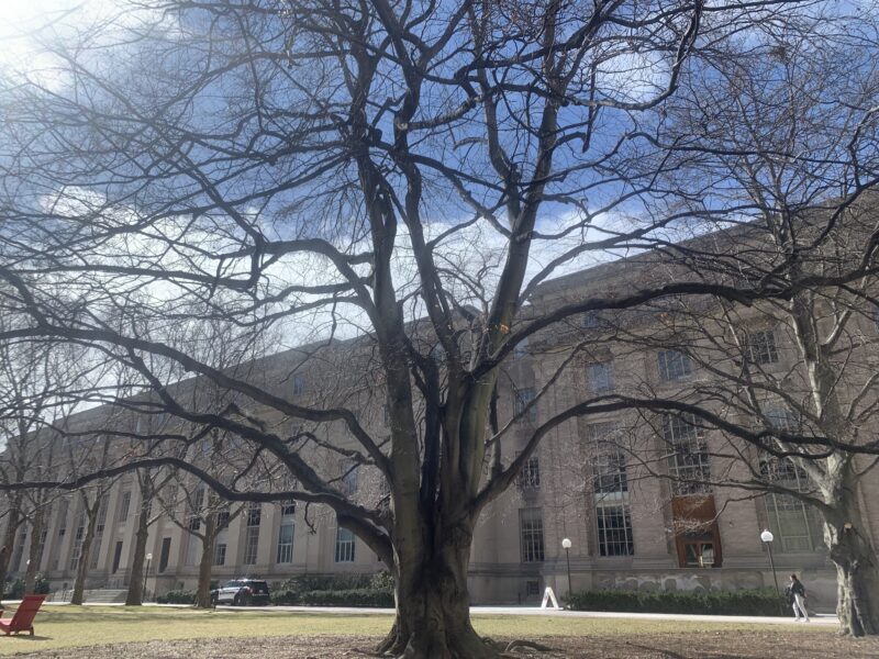 big tree with no leaves