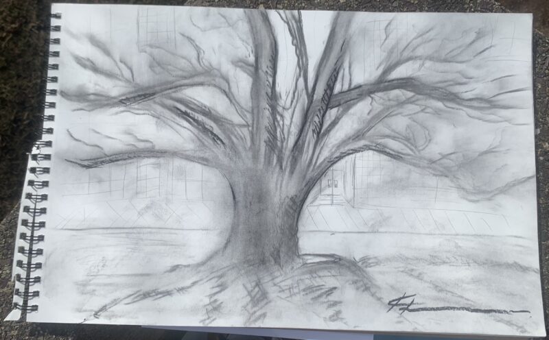 drawing of big tree with no leaves