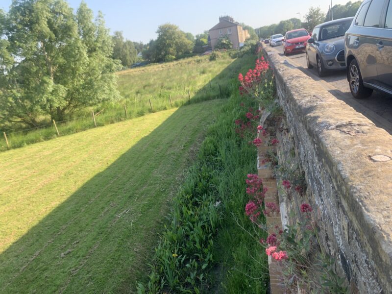 flowers growing out of a stone bridge