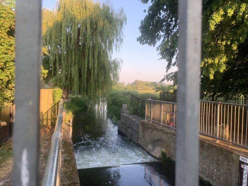 a tree hanging over a river