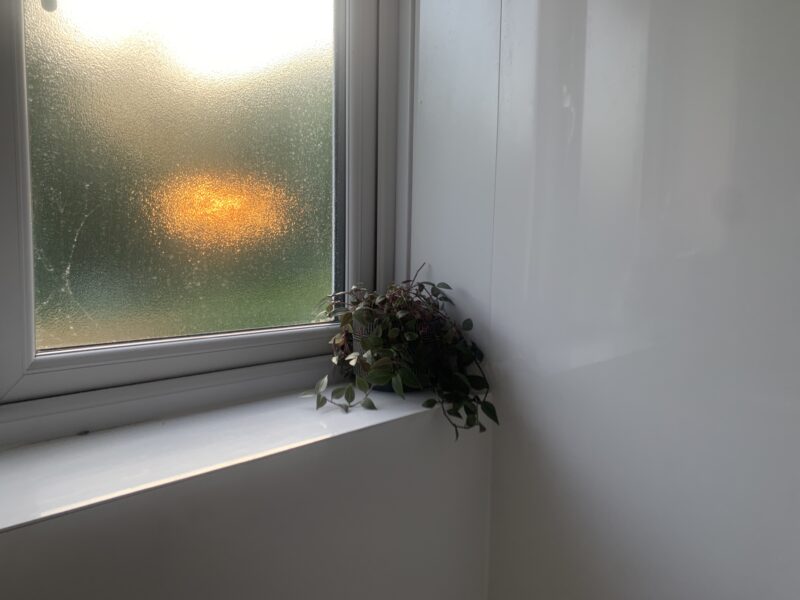 plant on a windowsill