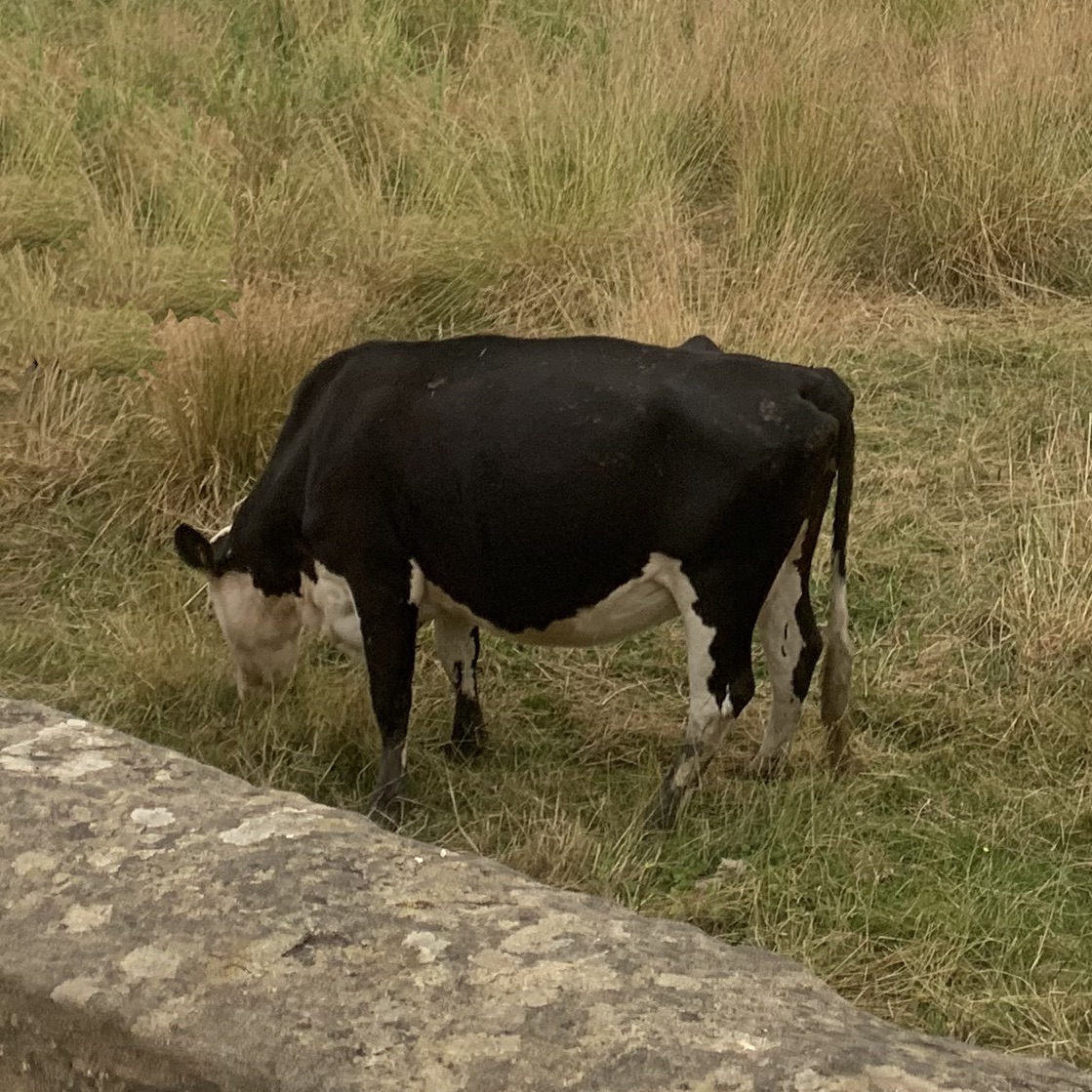 a cow in a field