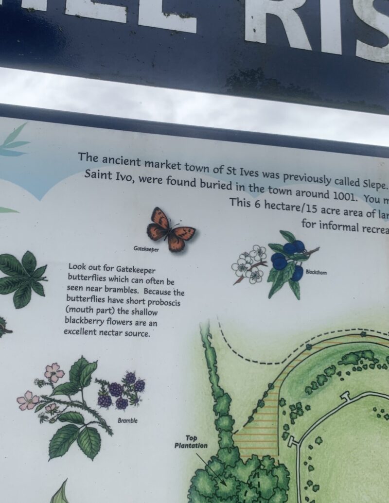 picture of a info sign at a local park of the nearby wildlife. the butterfly is labelled as a gatekeeper