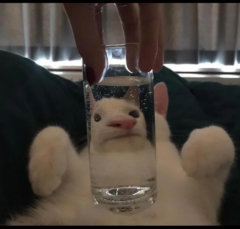 original picture of a cat whose nose is expanded due to refraction from a water glass