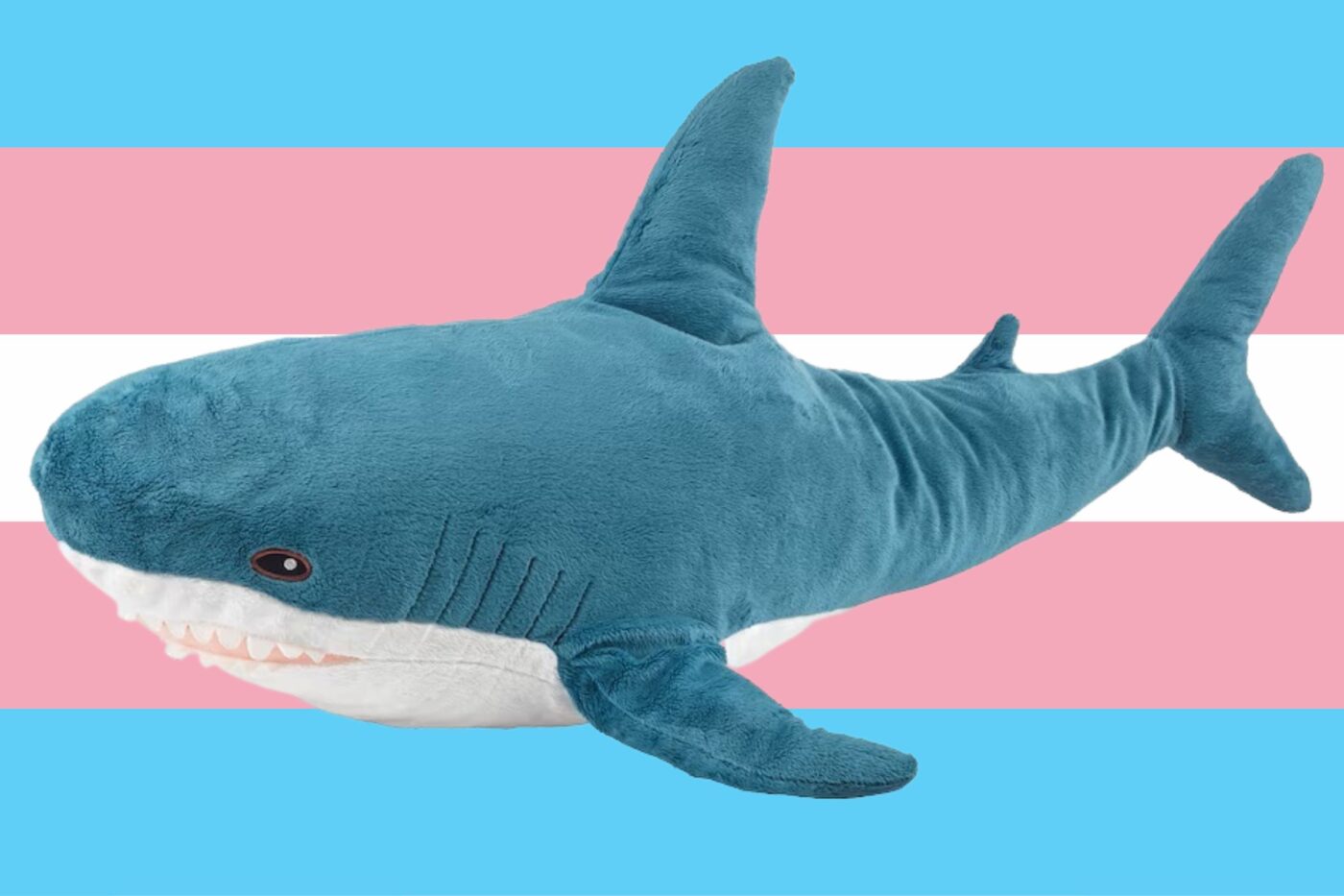 BLÅHAJ: the Internet meme, the trans icon, the world’s favorite plush ...