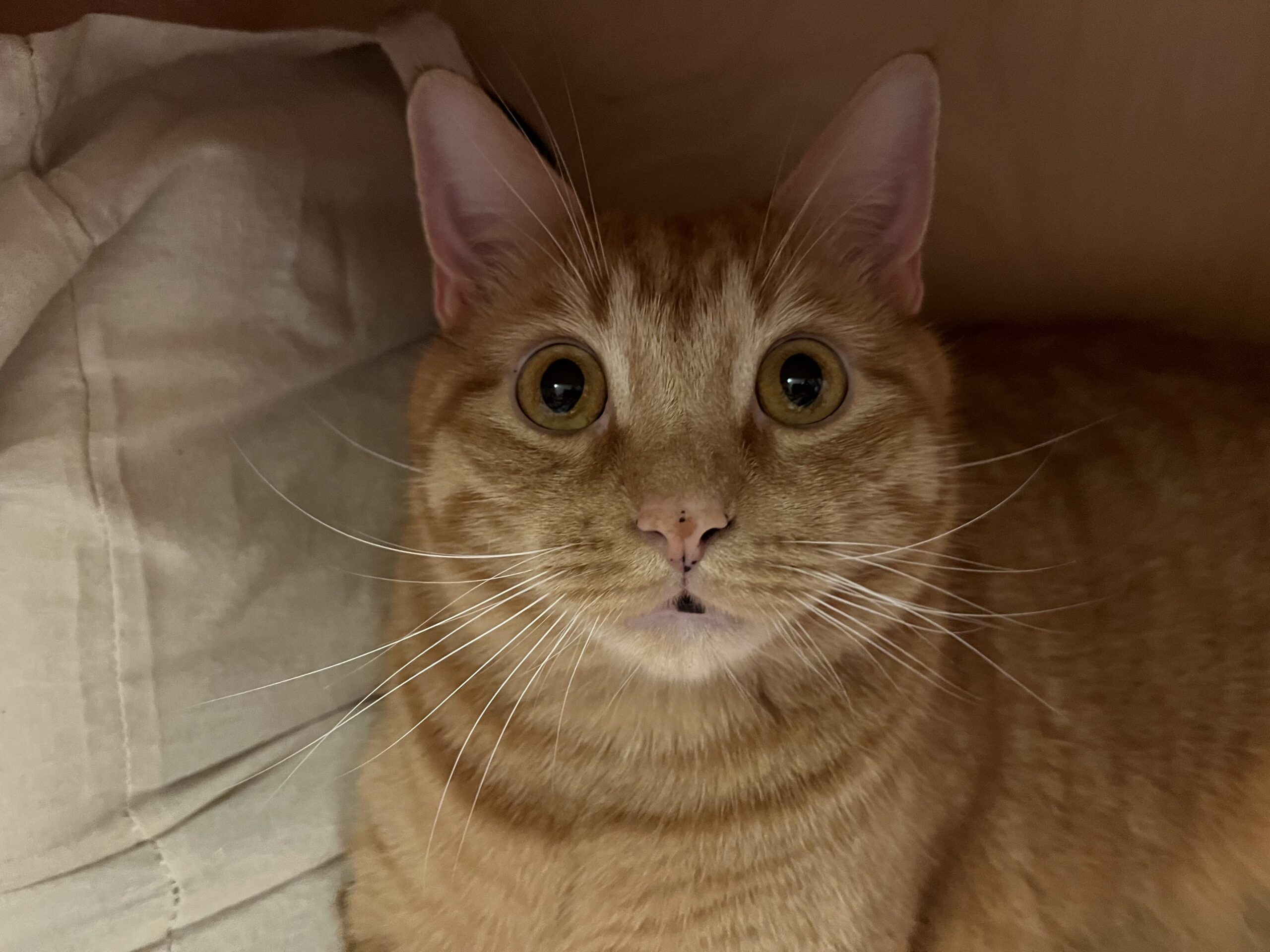 Orange cat looking blankly ahead