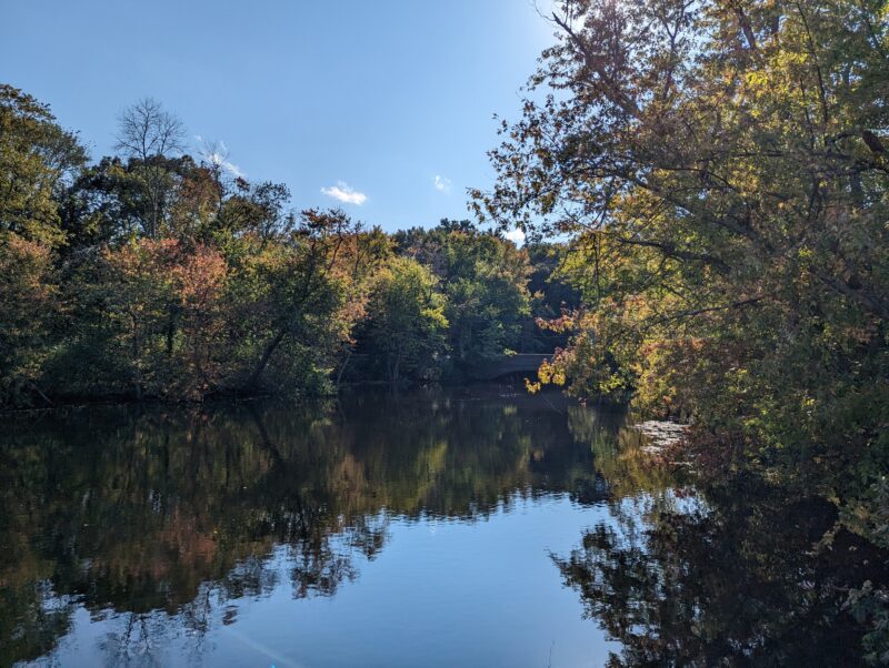 lake with trees above reflected into it