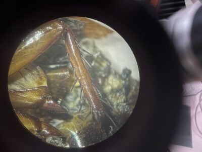 roach leg under a microscope