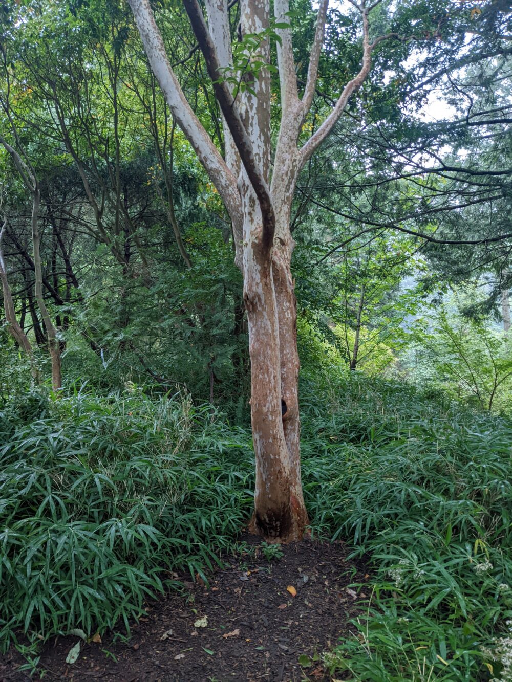 a cool tree i saw at the arboretum, with grass around and a patch of mud in front