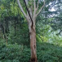 a cool tree i saw at the arboretum, with grass around and a patch of…