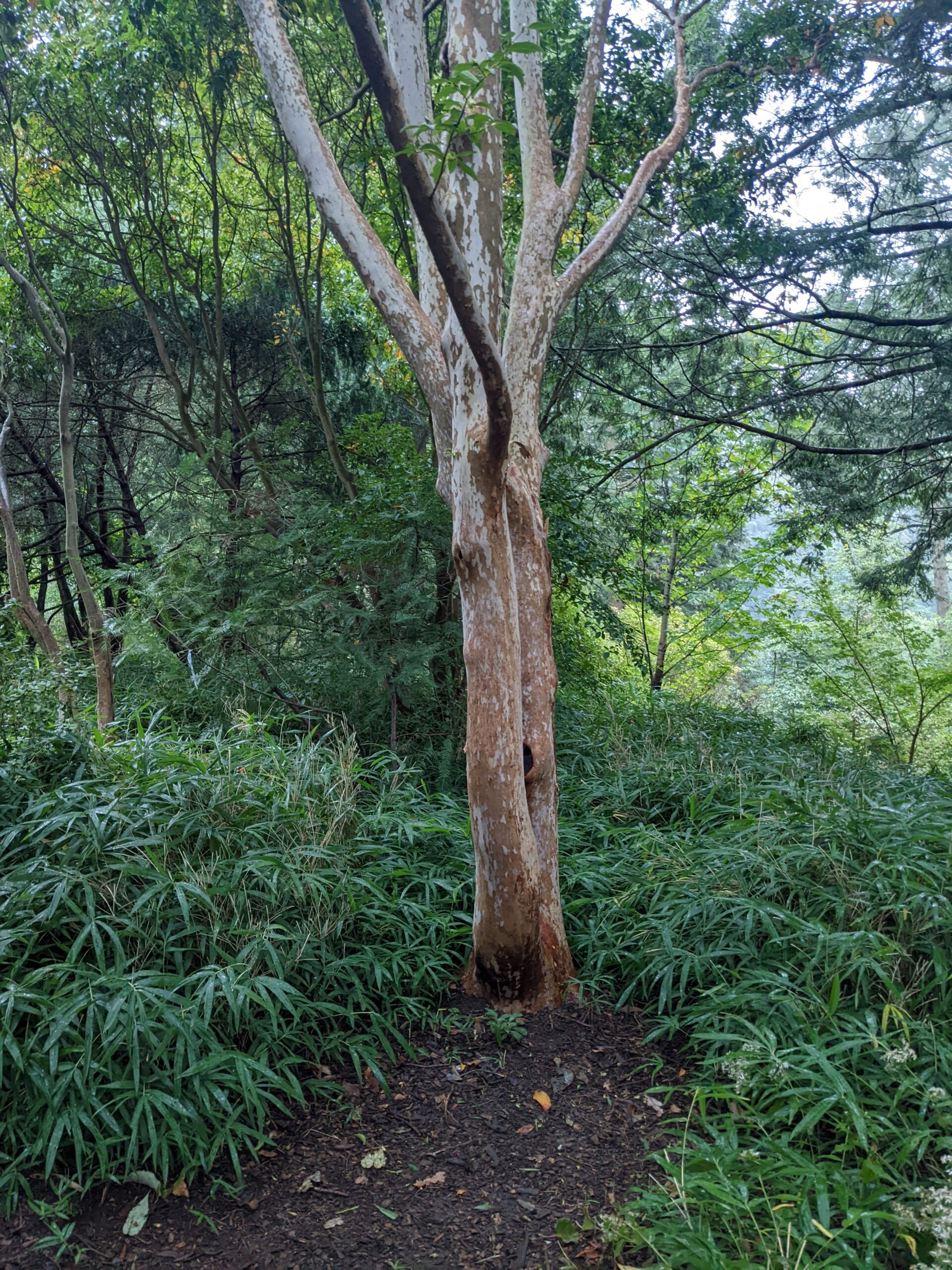 a cool tree i saw at the arboretum, with grass around and a patch of…