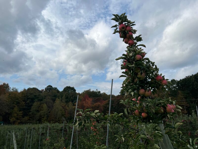 apple trees