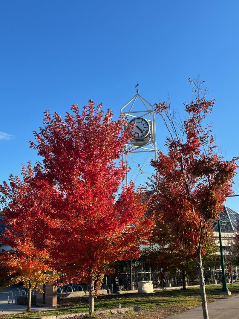 red trees in front of clock tower