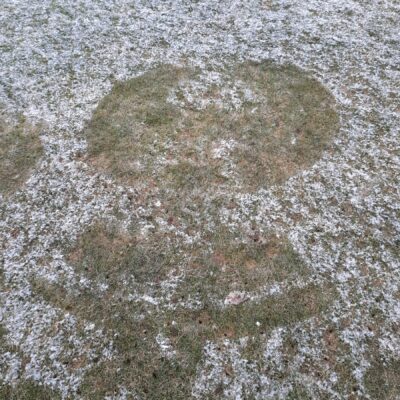 Snow angel on grass that has barely any snow on it LOL
