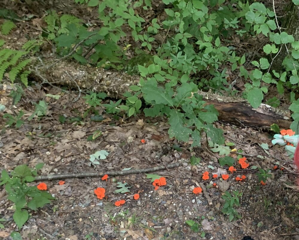 orange mushrooms in the forest next to a log