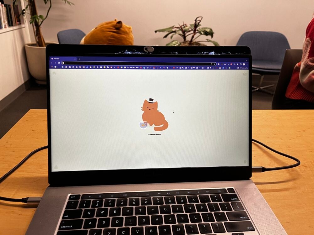 laptop screen showing a cat