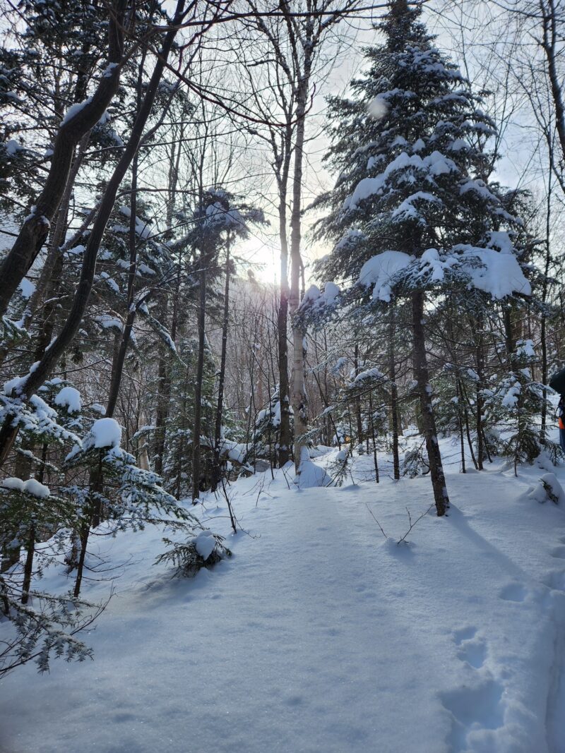 sun peeking through trees