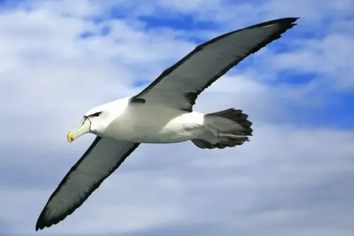 Goofy little bird