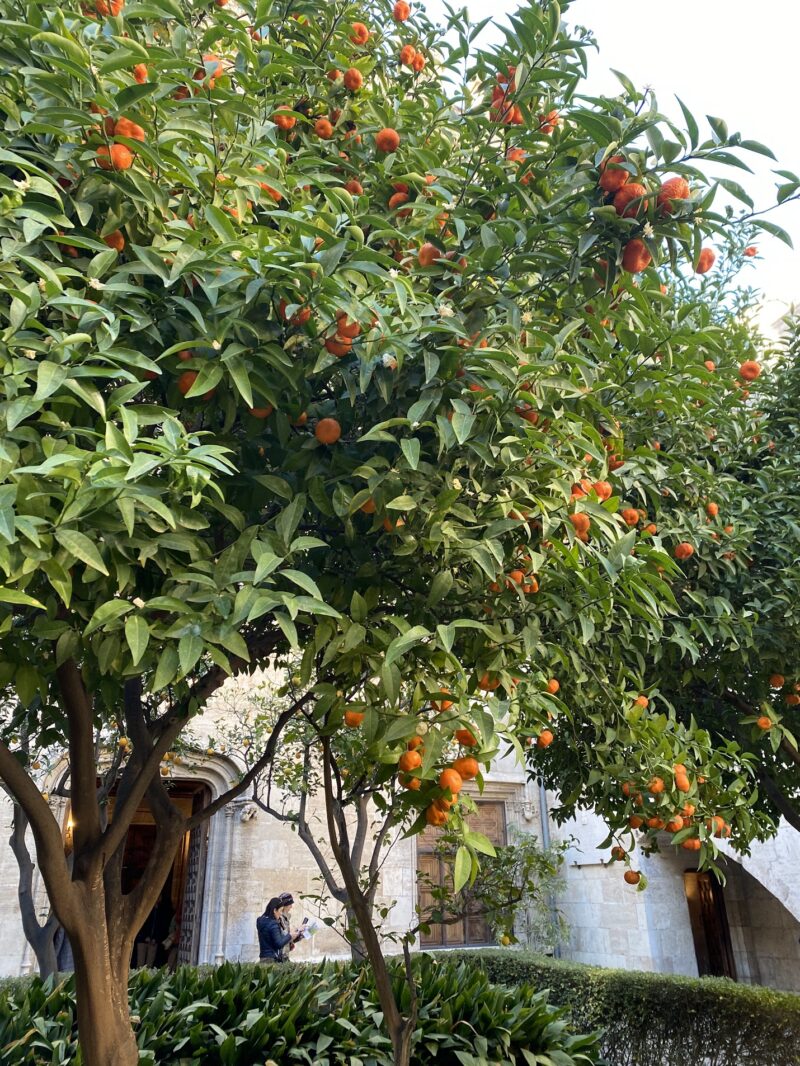 tree with oranges
