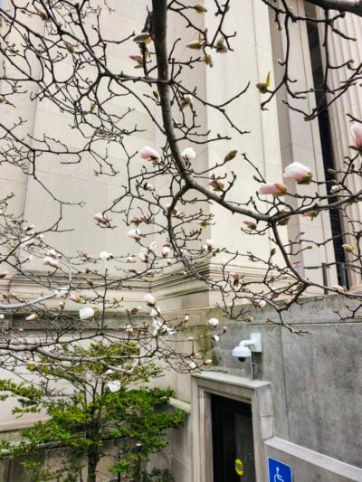 many blooming magnolia flowers