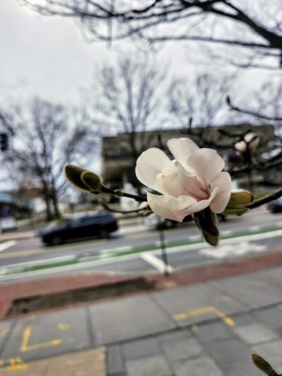 close-up of a blooming magnolia flower