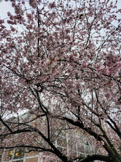 Cherry blossoms