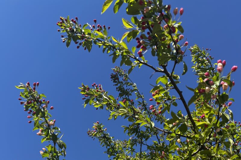 Blue sky with slightly blossomed pink flowers on tree with green leaves.