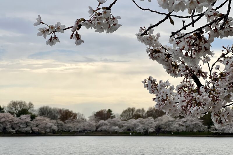 White cherry blossoms bloomed on tree. Background is water and yellow/blue, clouded sky.