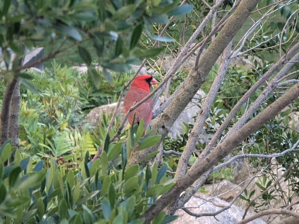 a cardinal in the bushes