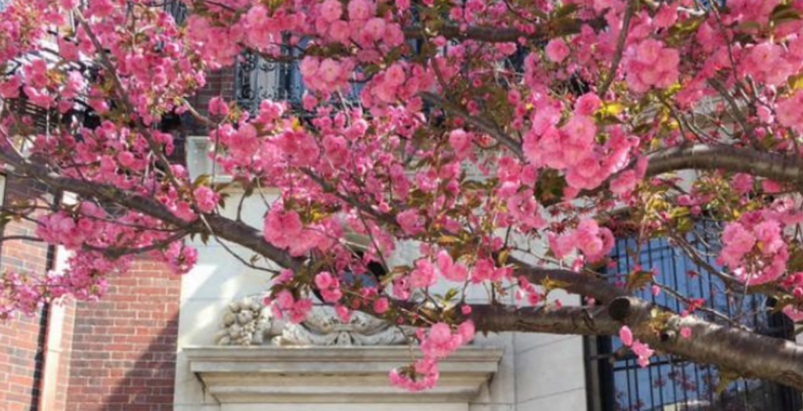 Cherry blossoms.