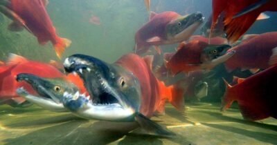 A photo taken underwater of a school of spawning salmon, which are big and red and have large mouths. They look much scarier than non-spawning salmon which are smaller and gray.