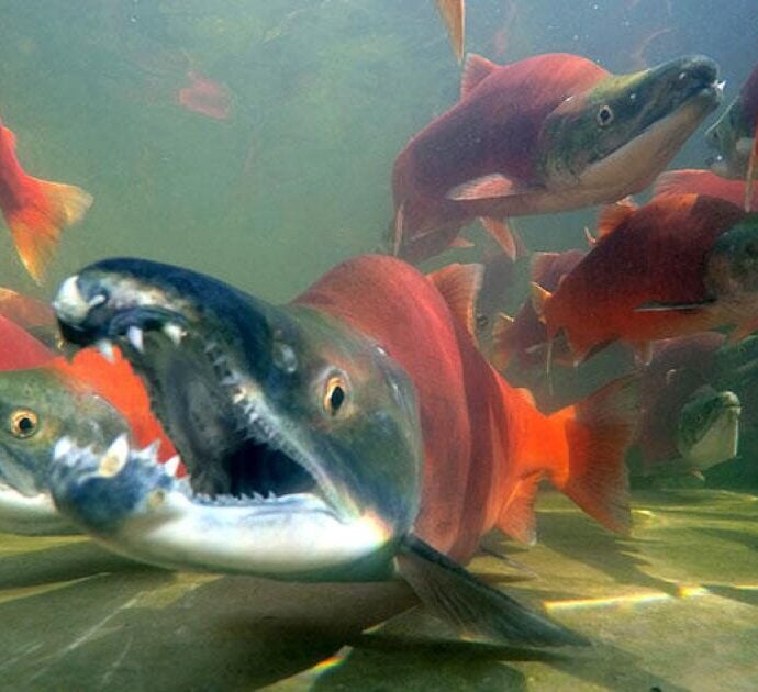 a year of counting fish
