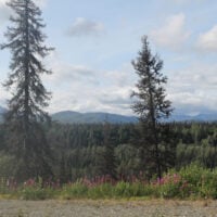 a scene from alaska, with two trees and a strip of fireweed flowers in the…