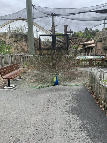 a peacock fanning its feathers at the Franklin Park Zoo