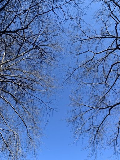 View looking up at some tree branches without leaves