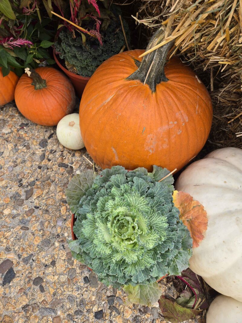 some pumpkins and an ornamental kale