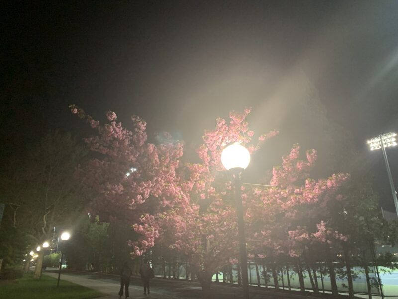 a streetlamp illuminating a flowering tree at night