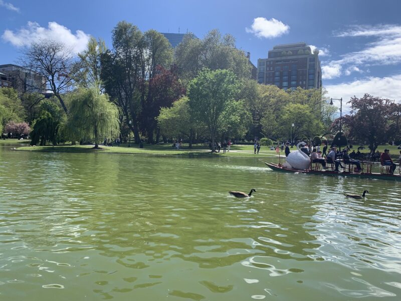 a swan boat sailing on the pond in boston commons, which is quite green.