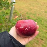 apple with a cute face drawn on