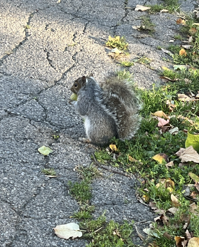 squirrel eating apple