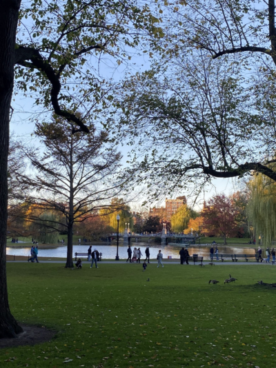 photo of boston commons! trees drape over the distant lake with geese and people on the wayside