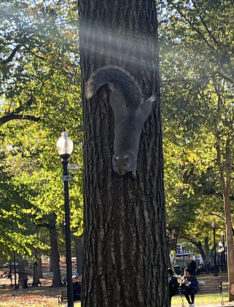 fat squirrel on tree