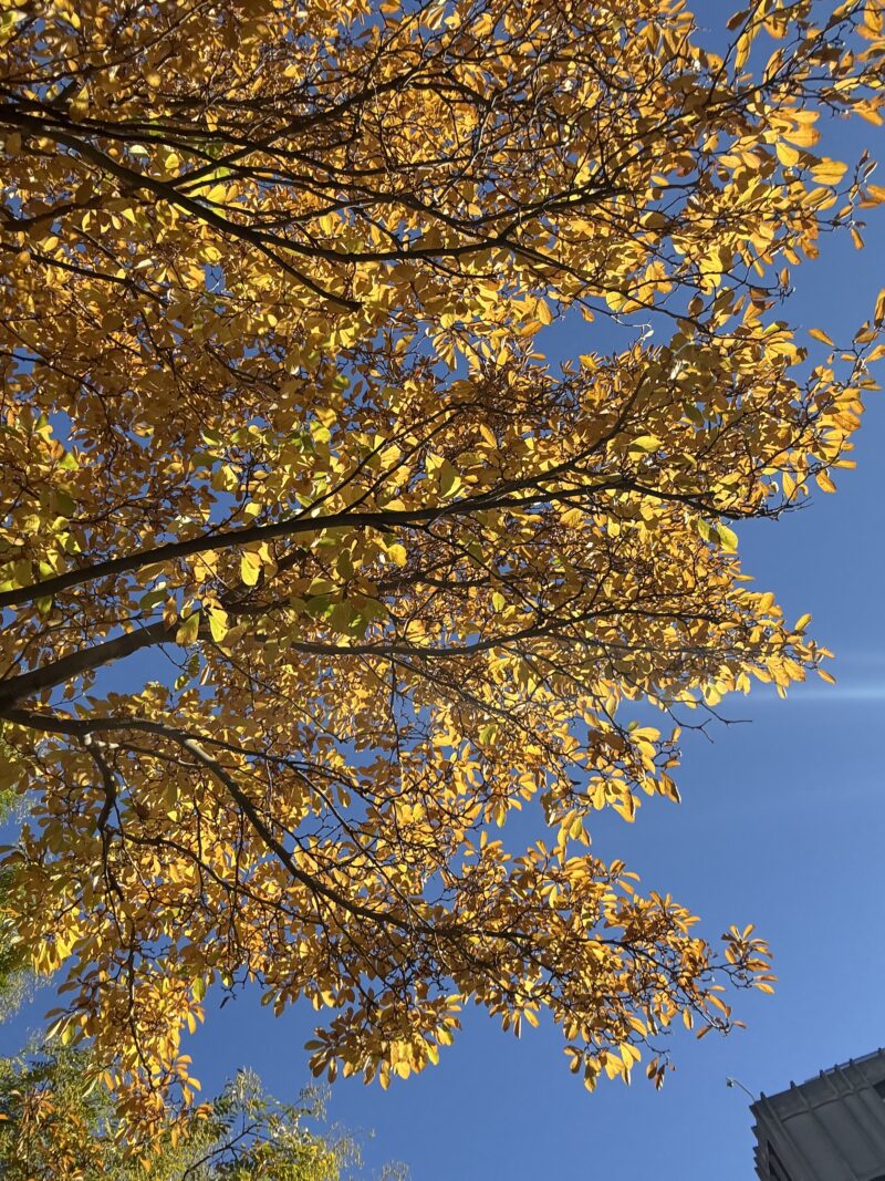 Photo of yellow fall leaves against a blue sky.