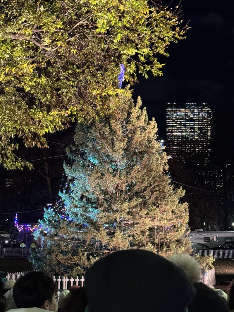 A 45-foot Christmas tree from Nova Scotia, unlit.