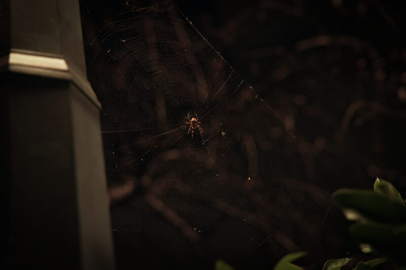 Photo of spider on web connected to a light pole.