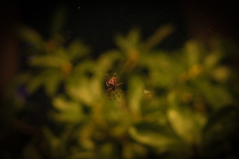 Closeup of spider